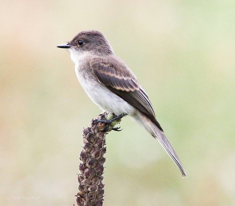 Tom Younkin, kingbirder.com